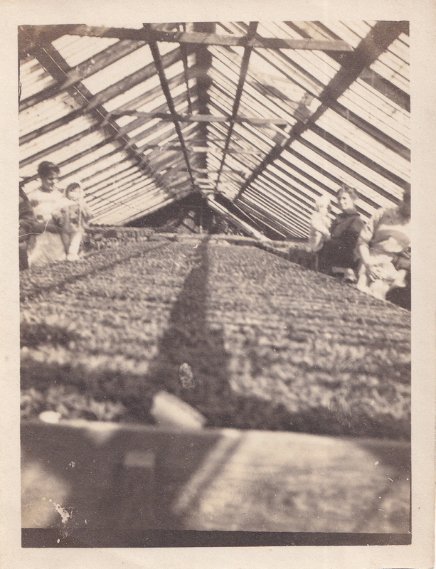 "The Old Greenhouse" c. 1914