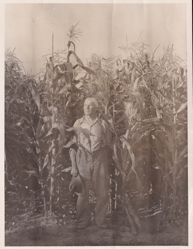 Dwarfed by the Corn c. 1955