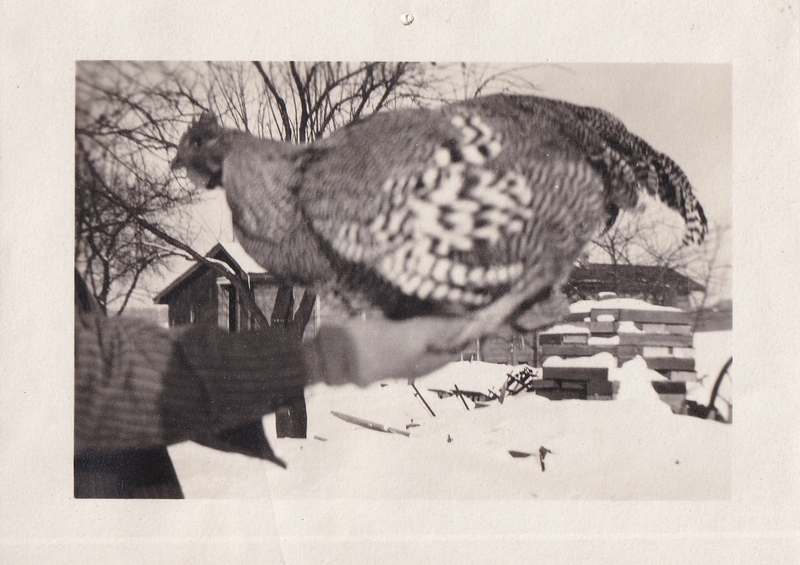 Barred Chicken in Winter c. 1922